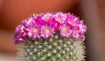 Thorny plants: Types, benefits and grow tips