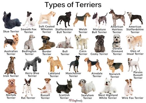 Types of Small, Medium, & Large Terrier Breeds With Pictures ...