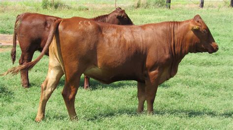 Bonsmara calves for sale in south africa, pets & animals - Jose Farm Pty Lt