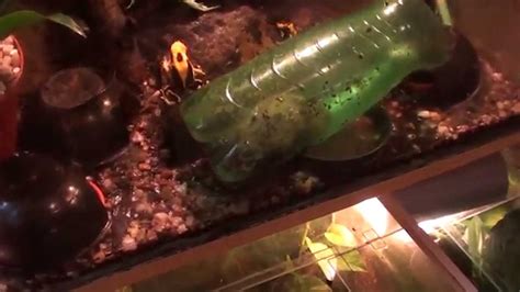 Kopie videa DENDROBATES TINCTORIUS- MORPHS - YouTube