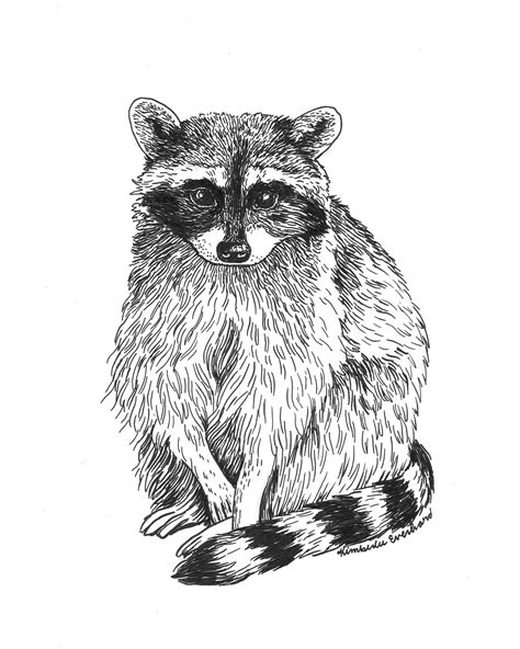 Ink illustration of a raccoon. Pen drawing of a raccoon. | Dessin d ...