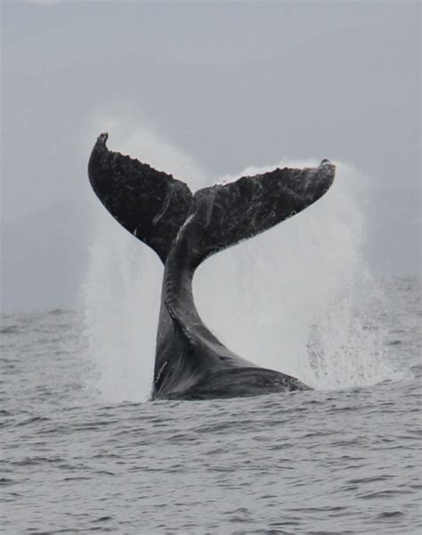 Humpback Whale Uvula - According to Nemo: Why Does a Killer Whales ...