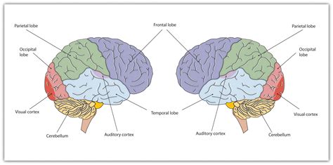 14.1: Overview of Brain Mechanisms in Intelligence, Language, and ...