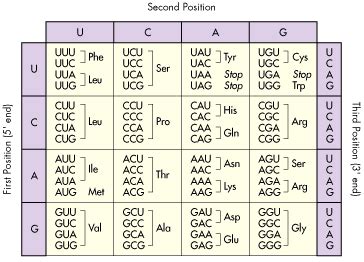 Amino Acid Chart, genetic code, DNA data, Constants and Equations ...