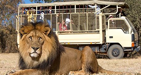 Lion and Safari Park | Budget Accommodation Deals and Offers Book Now!