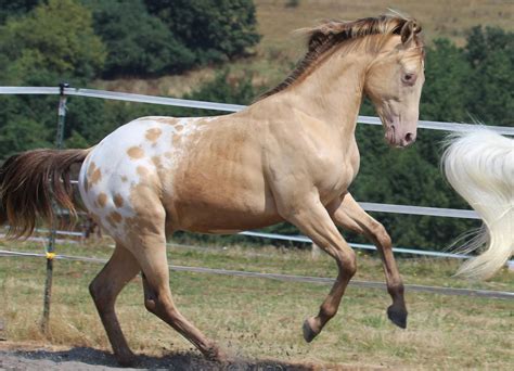 Waschtag | Appaloosa horses, Beautiful horses, Appaloosa