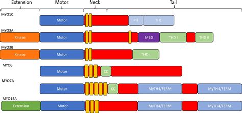 | Diagram of the actomyosin ATPase cycle. Myosin cycles between "weak ...