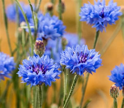 Floral Photograph - Bachelor Buttons in Blue by E Faithe Lester ...