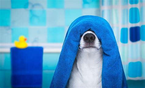 5 Best Dog Towels for Drying off Your Doggie (2024 Reviews)