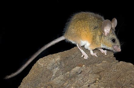 Peromyscus californicus - Wikispecies