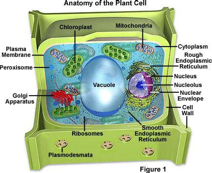 Molecular Expressions Cell Biology: Plant Cell Structure