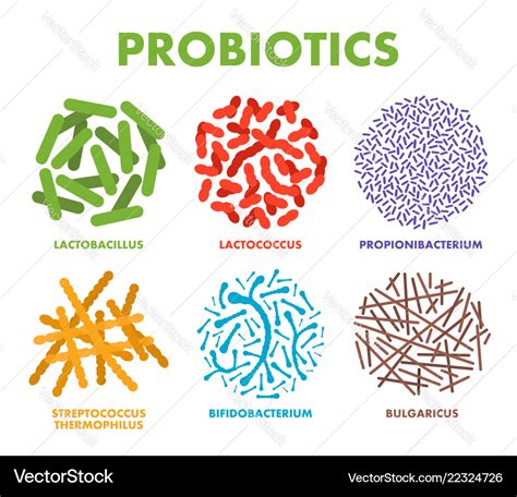 Probiotics good bacteria and microorganisms Vector Image