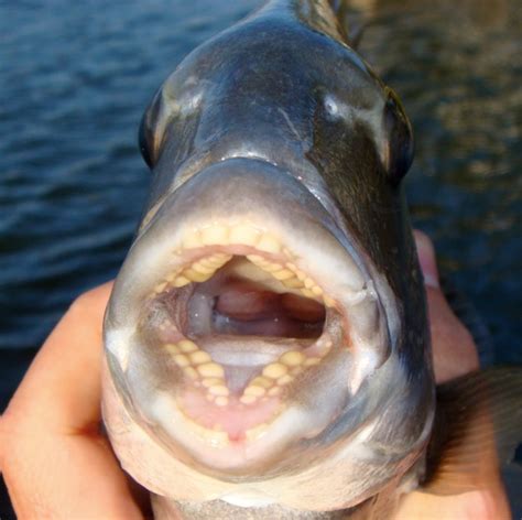 Sheepshead teeth | Fish Identification