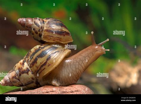 Giant African land snail (Achatina albopicta), one snail one the snail ...