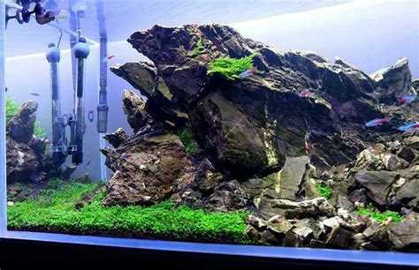 Aquarium | Aquarium landscape, Aquarium fish tank, Aquascape