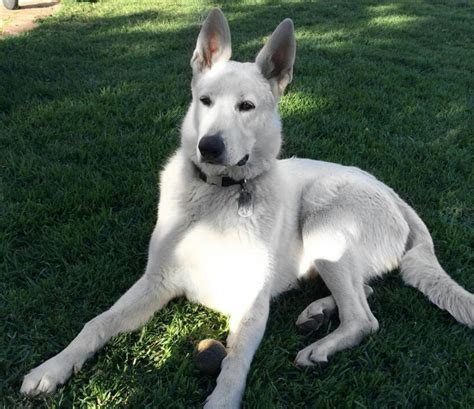 White German Shepherd Dog Names | Popular Male and Female Names | Wag!