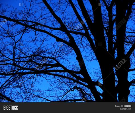 Tree Silhouette Against Night Sky Image & Photo | Bigstock