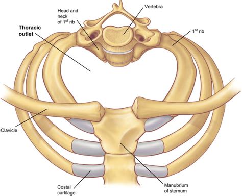 Anatomy of the Thoracic Outlet - Thoracic Surgery Clinics