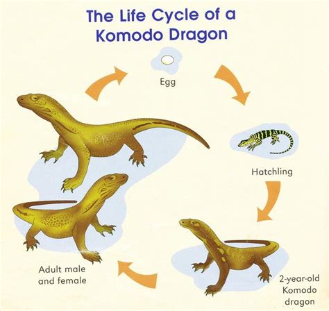 Life Cycle Of A Lizard Diagram