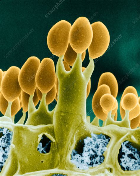 Basidiomycota Microscope