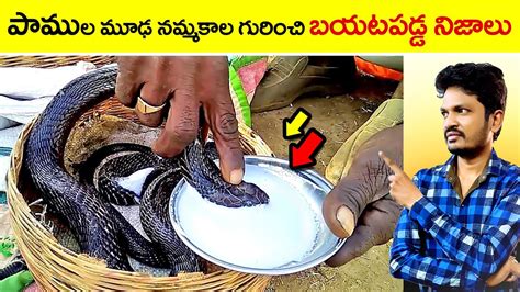 🔵 snake superstitions in india | nagamani | snake facts and myths facts ...