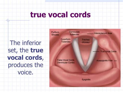 PPT - THE RESPIRATORY SYSTEM PowerPoint Presentation - ID:1705286