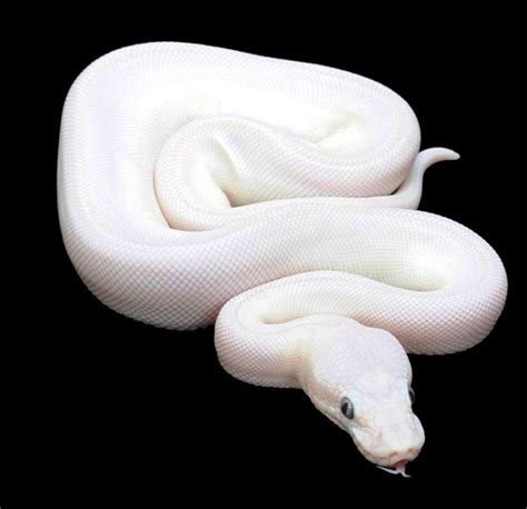 Blue eyed leucistic "blue eyed lucy" ball python | Blue eyed leucistic ...