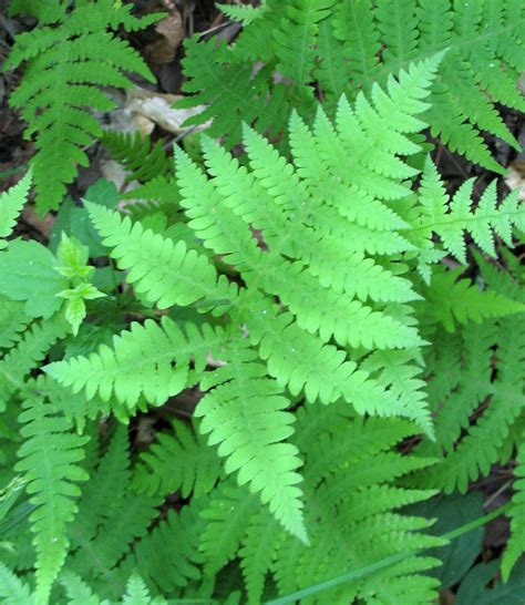 Using Georgia Native Plants: Ferns That Work For You