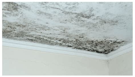 2023 Mold Removal Cost - Estimate The Price Of Mold Removal