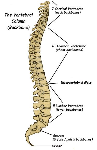 Label the Parts of the Backbone (Vertebral Column)