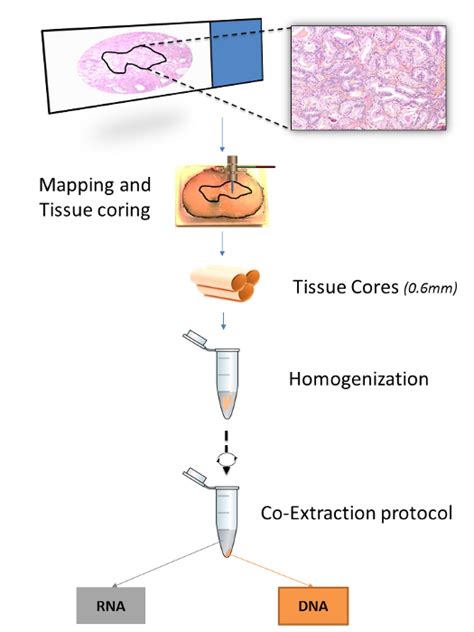 formalin fixation protocol