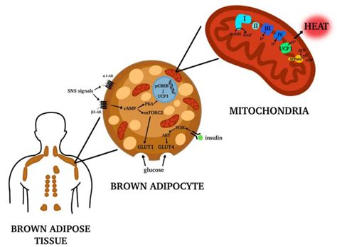 Adipose Tissue Diagram