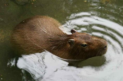 Capybara Swimming - Animal Spot