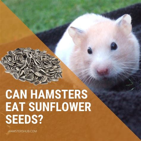 Can Hamsters Eat Sunflower Seeds? [Benefits & Risks] – HamstersHub