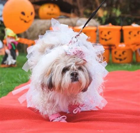 60+ Cute Shih Tzu Dogs in Halloween Costumes | Page 12 of 13 | The Paws