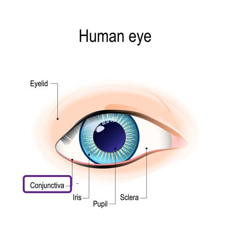 Eye Anatomy Conjunctiva