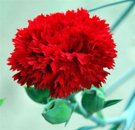 Dianthus Caryophyllus, Garden Flower Beds, Alyssum, Different Plants ...