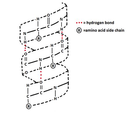 Alpha Helix Secondary Structure