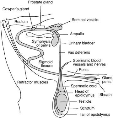 Reproductive Anatomy and Physiology of the Bull | MU Extension