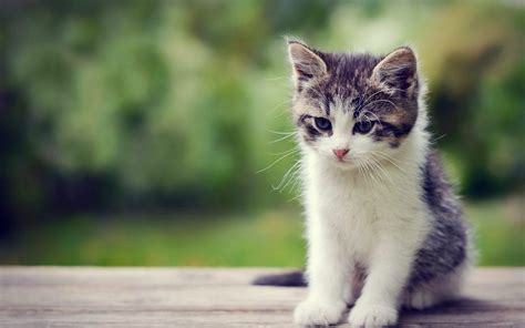 Cute Kittens HD Wallpapers - Wallpaper Cave