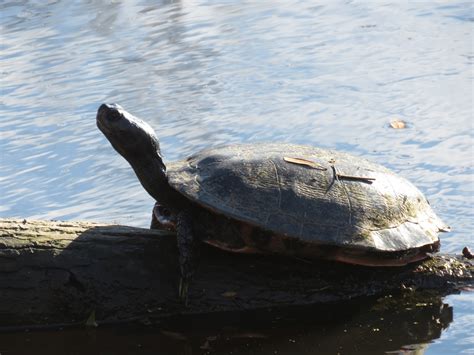 Pocosin Lakes National Wildlife Refuge – Dirona Around the World