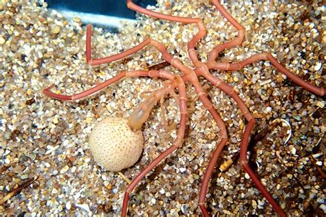 Curator a rare witness to sea spider feasting on sea anemone | The ...