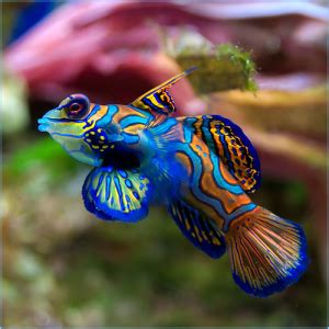 Red Mandarin Dragonet or Mandarin Dragonet | Pete's Aquariums & Fish