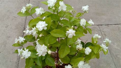 How To Plant Jasmine? – The Housing Forum