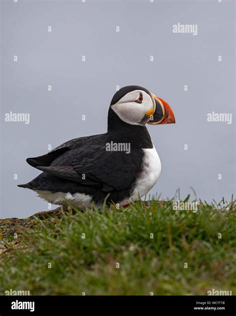 Atlantic Puffins during mating season Stock Photo - Alamy