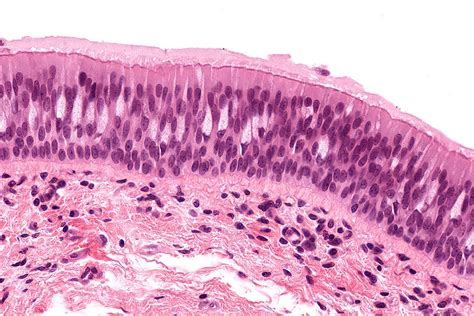 Histology Guide - virtual microscopy laboratory