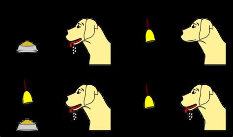 Pavlov Classical Conditioning - Psychestudy