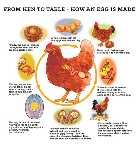 How a Hen Makes an Egg - Blog