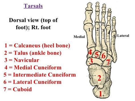 Tarsal bone | Basic anatomy and physiology, Medical school essentials ...