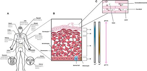 Frontiers | Human Tissue Kallikreins-Related Peptidases Are Targets for ...